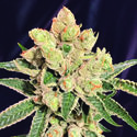 Banana Sherbet (The Kush Brothers) Feminized