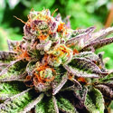 Dosidoss (The Kush Brothers) Feminized