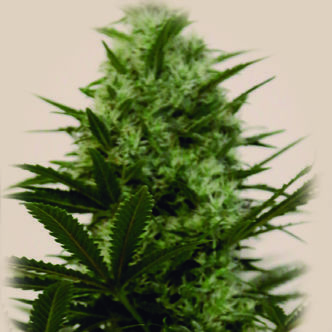 Langui Kush (The Kush Brothers) Feminized