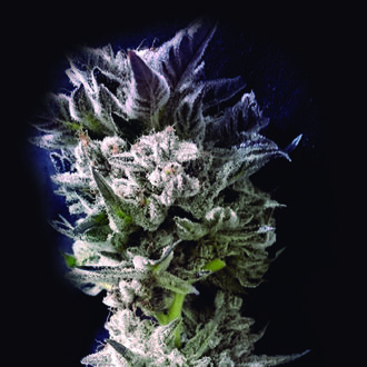 Petro $ OG (The Kush Brothers) Feminized