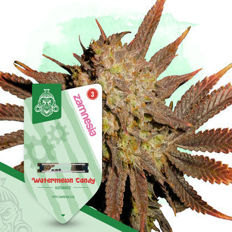 Watermelon Candy Autoflower (Zamnesia Seeds) feminized
