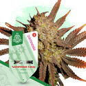 Watermelon Candy Autoflower (Zamnesia Seeds) feminized