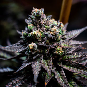 Watermelon Candy (Zamnesia Seeds) feminized