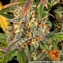 Amnesia Haze Auto (Barney's Farm) feminized