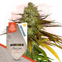 Lava Cake (Zamnesia Seeds) feminized