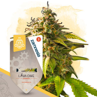 Lava Cake Autoflower (Zamnesia Seeds) feminized