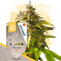 Lava Cake Autoflower (Zamnesia Seeds) feminized