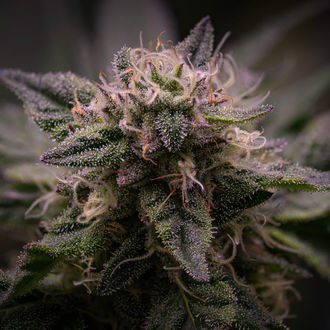 Pink Rozay (Zamnesia Seeds) feminized
