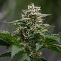 Pink Rozay (Zamnesia Seeds) feminized