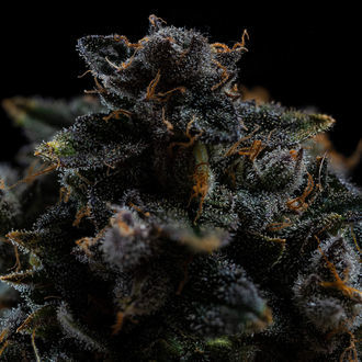 Pink Rozay (Zamnesia Seeds) feminized