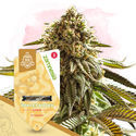 Apple Fritter Autoflower (Zamnesia Seeds) feminized