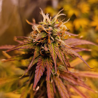 Apple Fritter Autoflower (Zamnesia Seeds) feminized