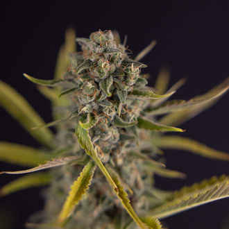 Apple Fritter Autoflower (Zamnesia Seeds) feminized