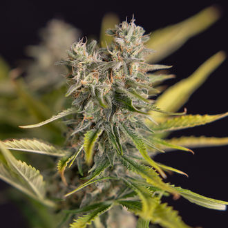 Apple Fritter Autoflower (Zamnesia Seeds) feminized