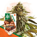 Apple Fritter Autoflower (Zamnesia Seeds) feminized