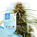 Frosted Guava Autoflower (Zamnesia Seeds) feminized