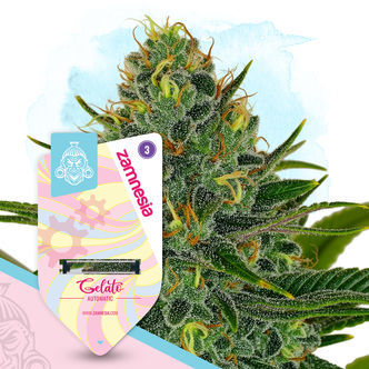 Gelato Autoflower (Zamnesia Seeds) feminized