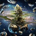 Intergelatic Kush (Kannabia x Zamnesia) feminized