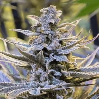 Cookielato (Silent Seeds) feminized
