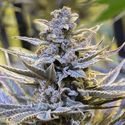 Cookielato (Silent Seeds) feminized
