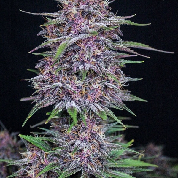 Banana Purple Punch Auto (FastBuds) feminized
