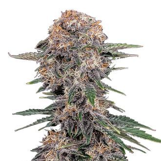 Cherry Cola Auto (FastBuds) feminized