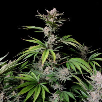Cherry Cola Auto (FastBuds) feminized