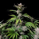 Cherry Cola Auto (FastBuds) feminized