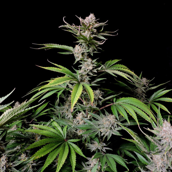 Cherry Cola Auto (FastBuds) feminized