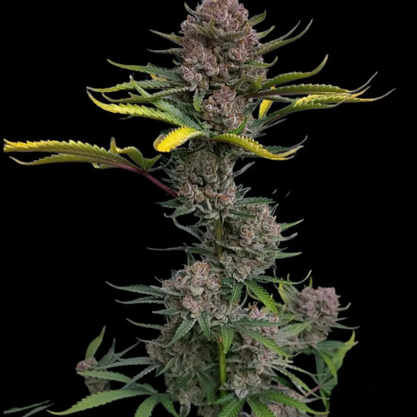 Gorilla Punch Auto (FastBuds) feminized