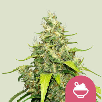 Blue Gelato (Royal Queen Seeds) feminized