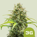 Triple G Autoflower (Royal Queen Seeds) Feminized