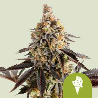 Cookies Gelato Autoflower (Royal Queen Seeds) Feminized