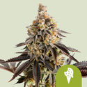 Cookies Gelato Autoflower (Royal Queen Seeds) Feminized