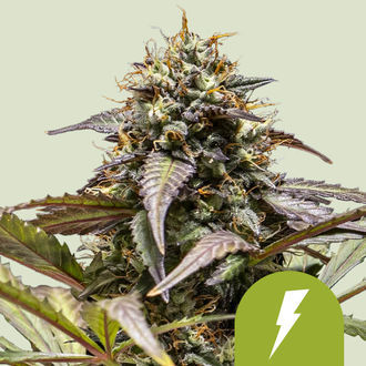 North Thunderfuck Autoflower (Royal Queen Seeds) Feminized