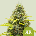 Royal Runtz Autoflower (Royal Queen Seeds) feminized