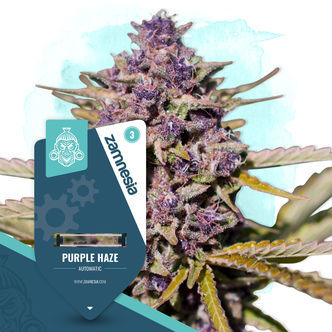Purple Haze Autoflower (Zamnesia Seeds) feminized