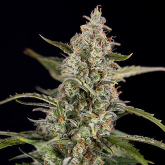 Purple Haze Autoflower (Zamnesia Seeds) feminized