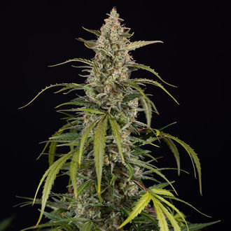 Purple Haze Autoflower (Zamnesia Seeds) feminized