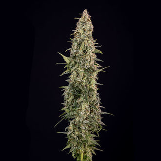 Purple Haze Autoflower (Zamnesia Seeds) feminized