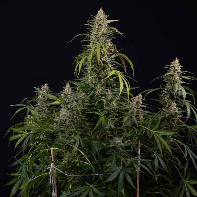 Purple Haze Autoflower | Zamnesia Seeds