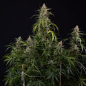 Purple Haze Autoflower (Zamnesia Seeds) feminized