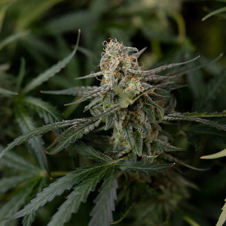 Purple Haze Autoflower (Zamnesia Seeds) feminized