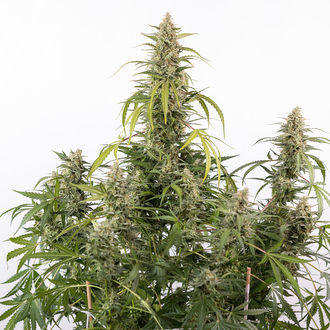 Purple Haze Autoflower (Zamnesia Seeds) feminized