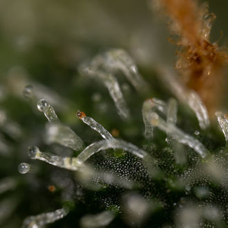 Purple Haze Autoflower (Zamnesia Seeds) feminized