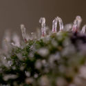 Purple Haze Autoflower (Zamnesia Seeds) feminized