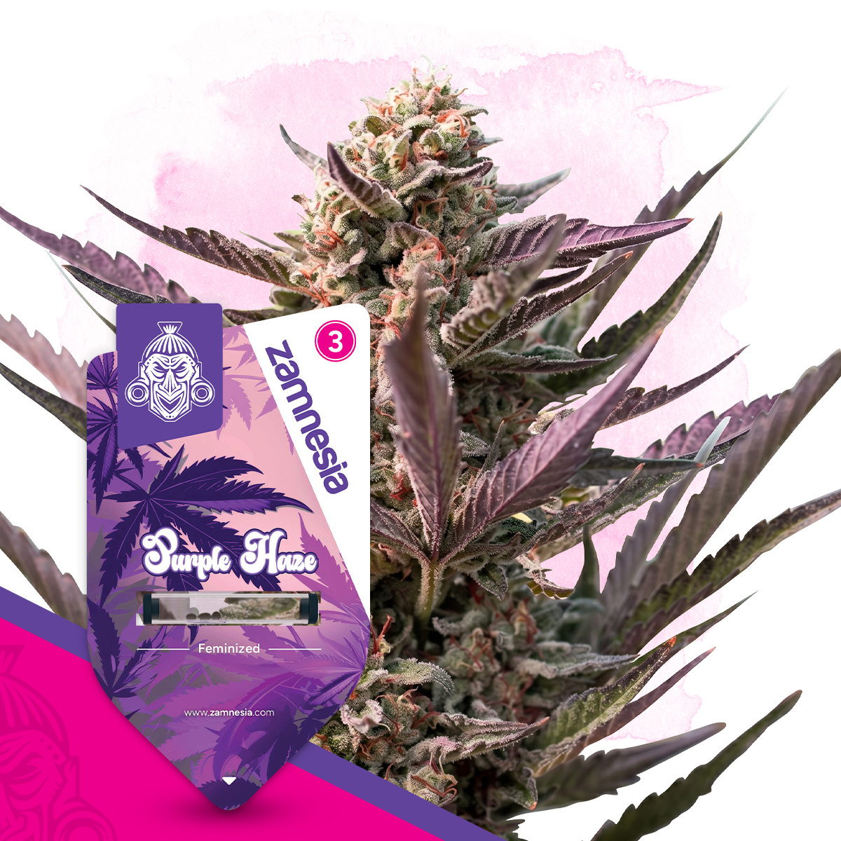 Purple Haze Strain | Zamnesia Seeds