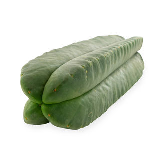 Super Pedro - 4 Ribs (Echinopsis scopulicola)