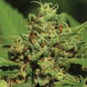 Emerald Fire OG Autoflower (Humboldt Seed Company) feminized