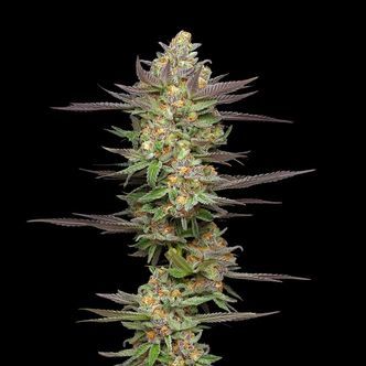 Mint Jelly Autoflower (Humboldt Seed Company) feminized